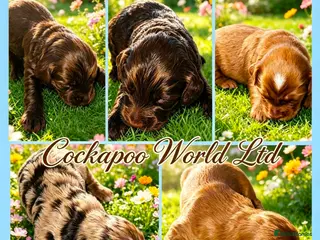 Cockapoo dogs DNA CLEAR, Stunning cockapoos, Ready 5th September - Advert 4