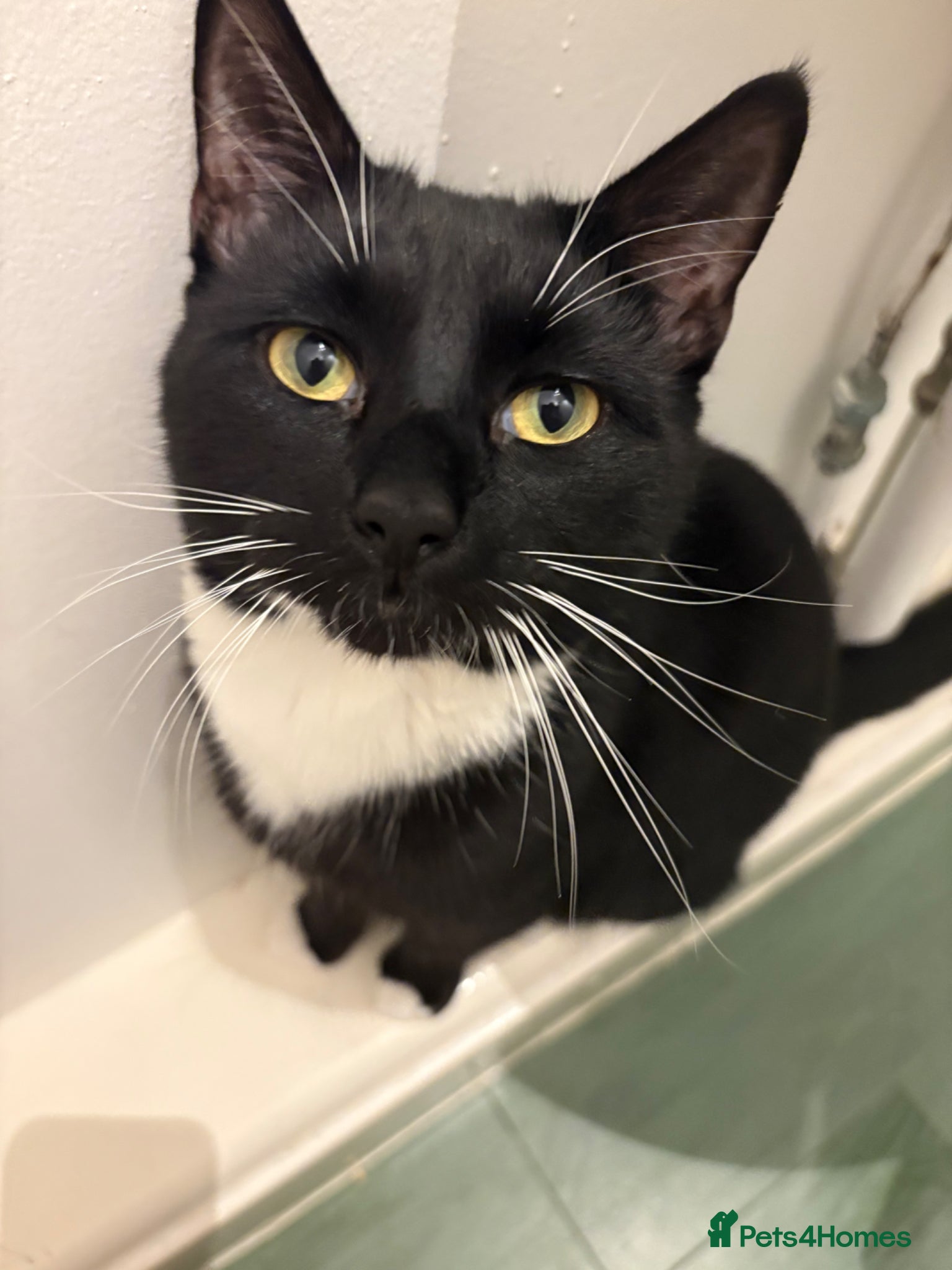 Bombay cats Male tuxedo cat  - Advert 5