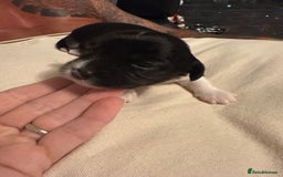 Mixed Breed dogs for sale: Stunning Merle chihuahua 2 girls ready 22nd dec - Advert 18