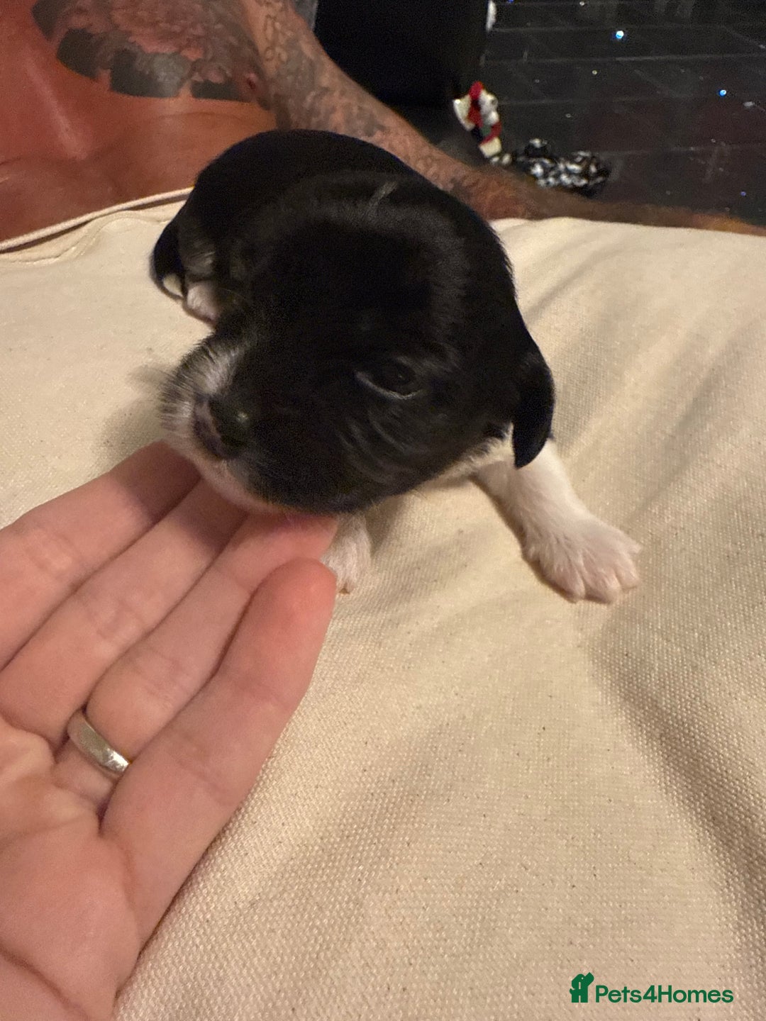 Mixed Breed dogs for sale: Stunning Merle chihuahua 2 girls ready 22nd dec - Advert 18