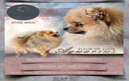 Pomeranian dogs for stud: Stud Dog-NOT FOR SALE in Luton - Image 3