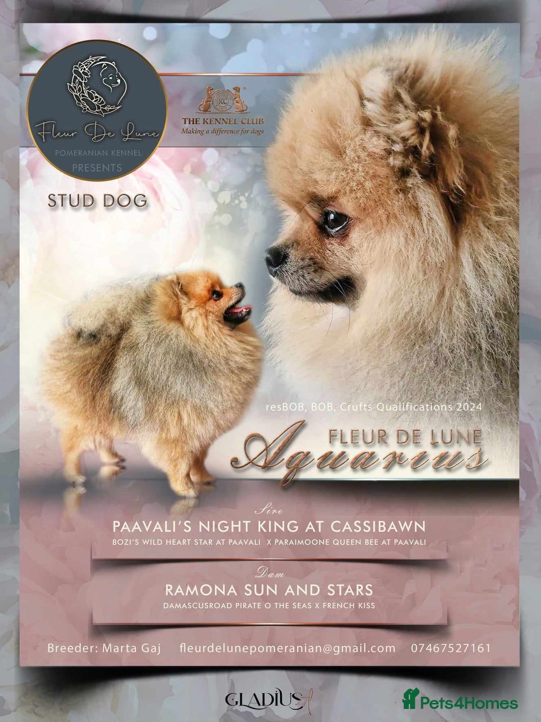 Pomeranian dogs for stud: Stud Dog-NOT FOR SALE in Luton - Image 3