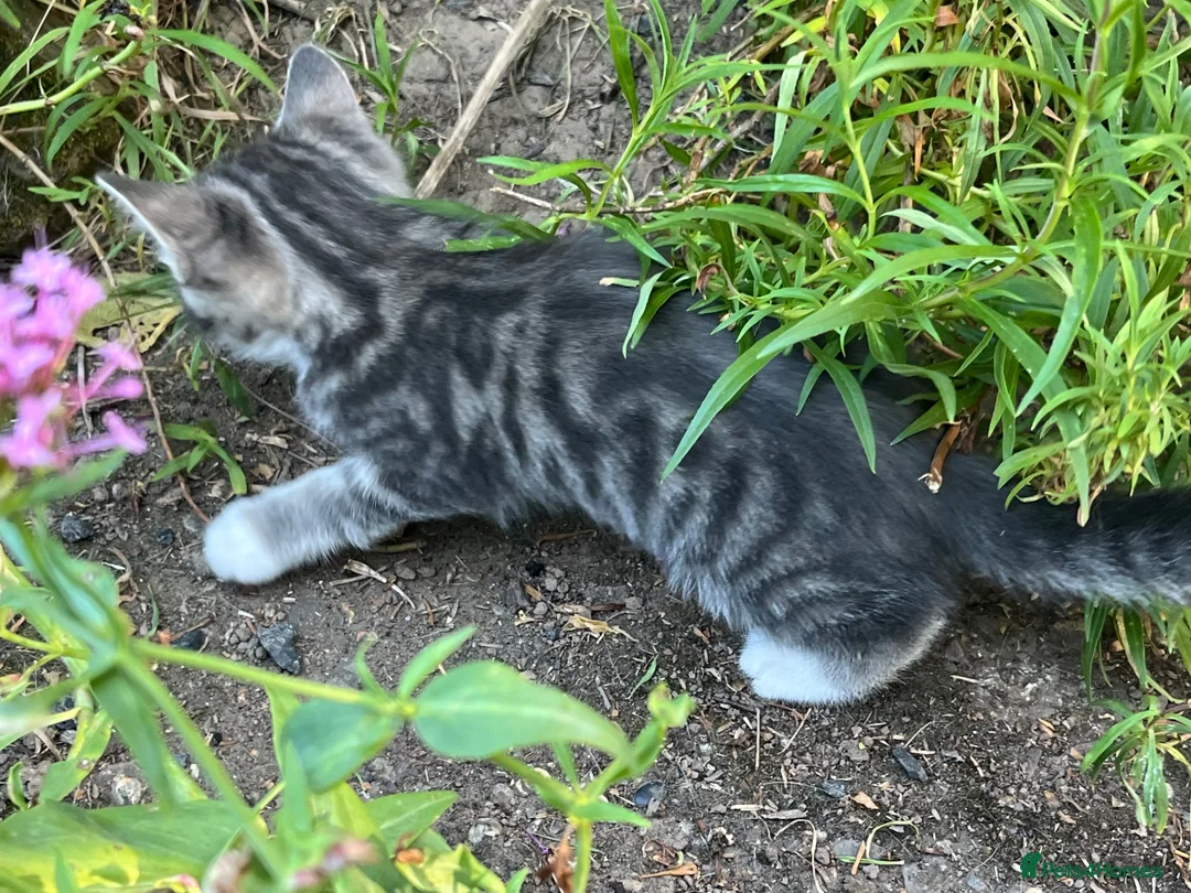 Mixed Breed cats for sale: Tabby kitten - Advert 2