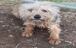 Yorkshire Terrier dogs for adoption: Affectionate 18mth Yorkie x Arabella in E.Sussex   - Image 1