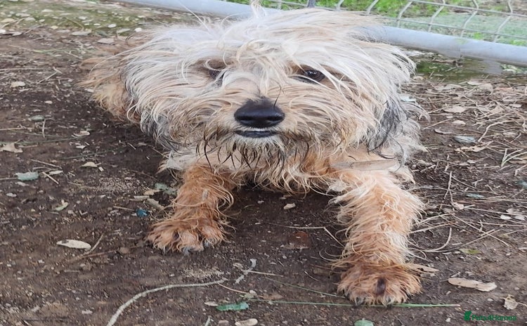 Yorkshire Terrier dogs - Advert 1
