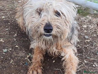 Yorkshire Terrier dogs - Advert 10