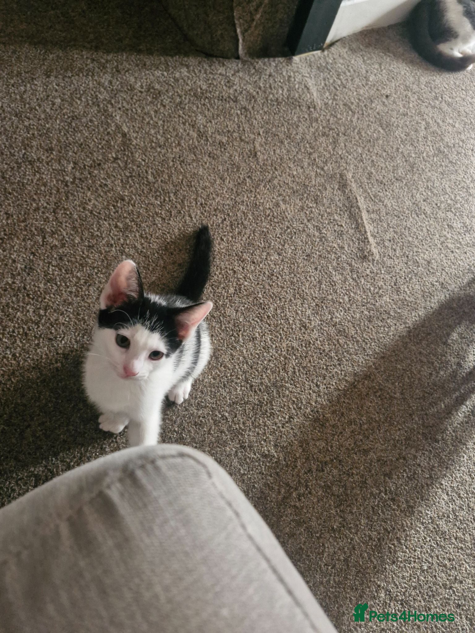 Mixed Breed cats One male still looking for his forever home - Advert 19