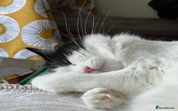 Mixed Breed cats for sale: Loving Indoor Cat Looking for a Good New Home - Image 8