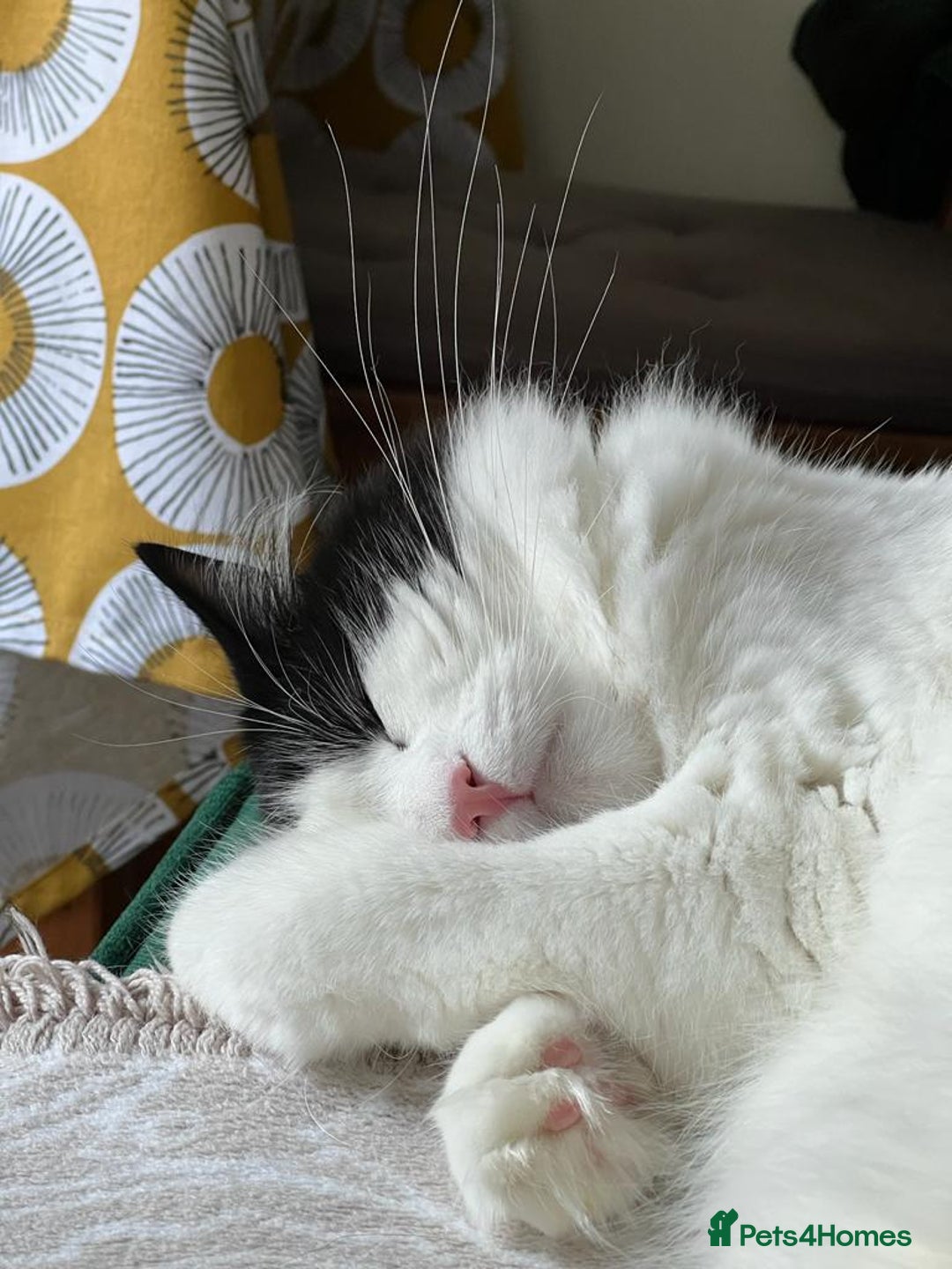 Mixed Breed cats for sale: Loving Indoor Cat Looking for a Good New Home - Image 8