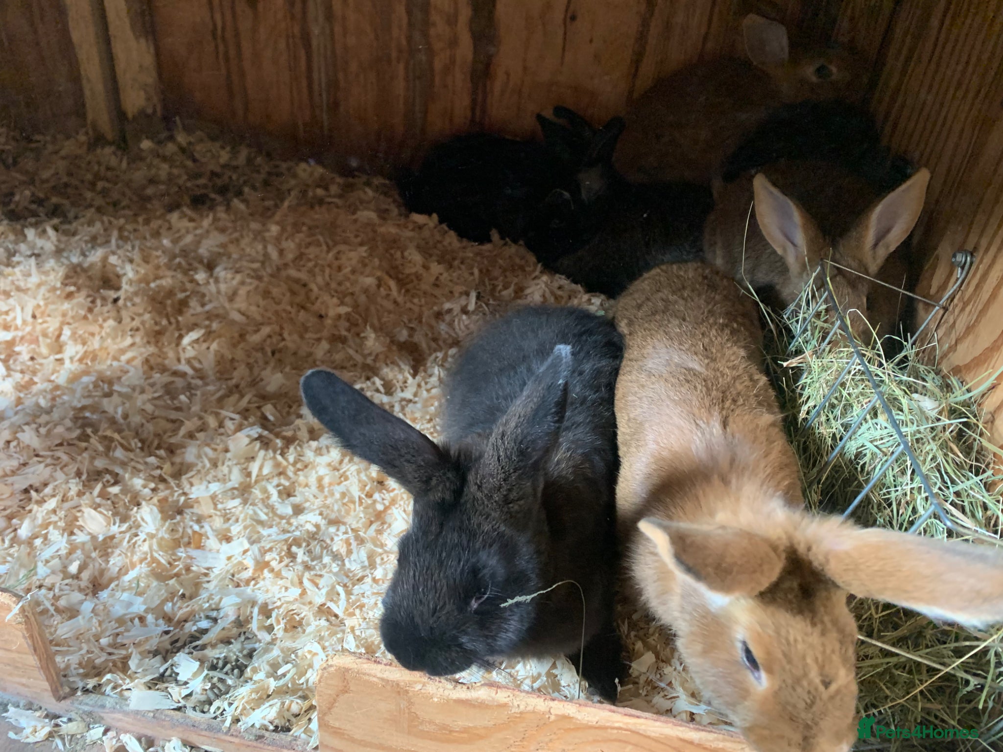 New Zealand rabbits for sale: Mixed New Zealand’s  - Advert 4