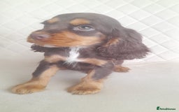 Cocker Spaniel dogs for sale: Beautiful cocker spaniel puppy’s  - Advert 4