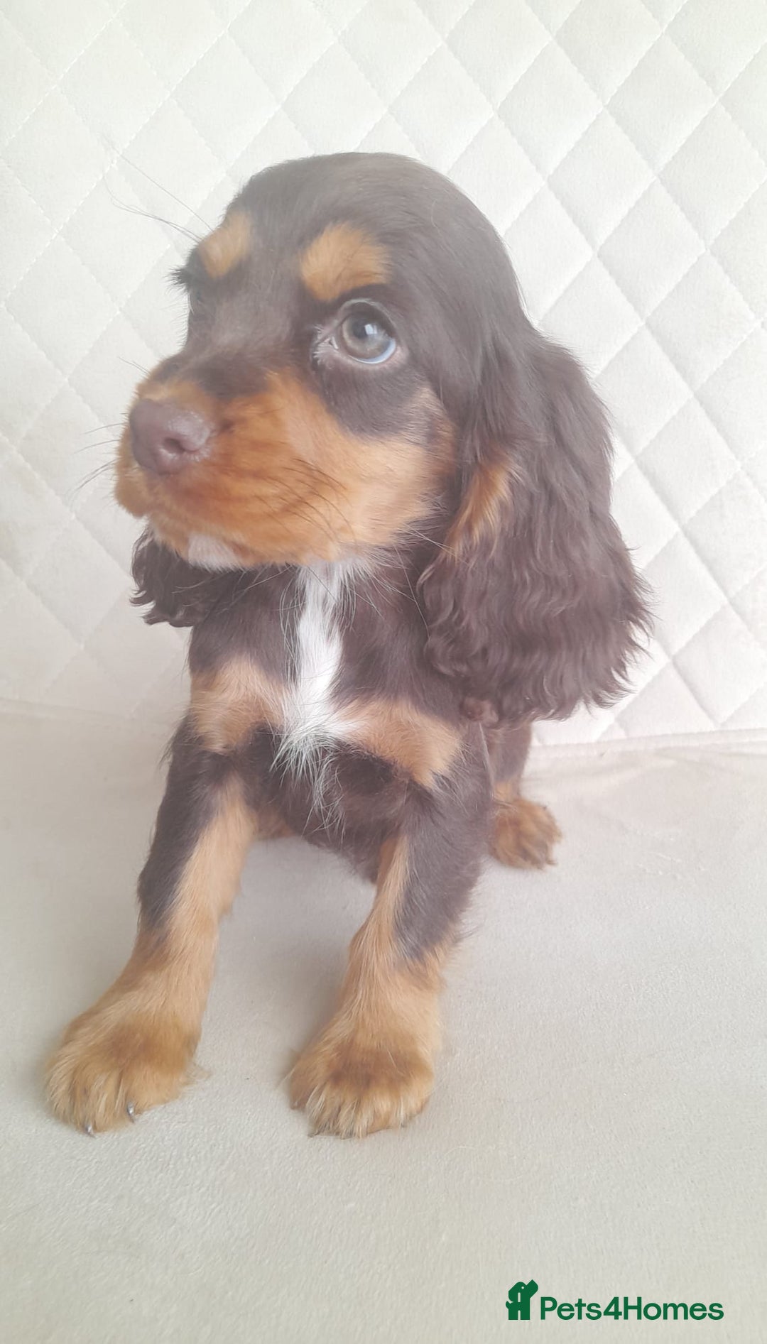 Cocker Spaniel dogs for sale: Beautiful cocker spaniel puppy’s  - Advert 4