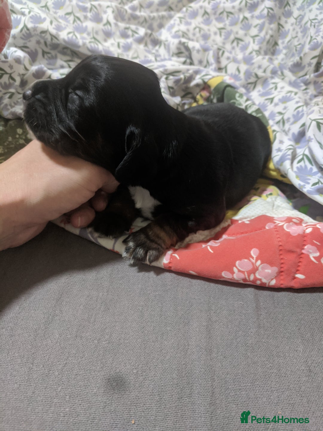 Cocker Spaniel dogs for sale: 6 beautiful working cocker spaniels  - Image 7