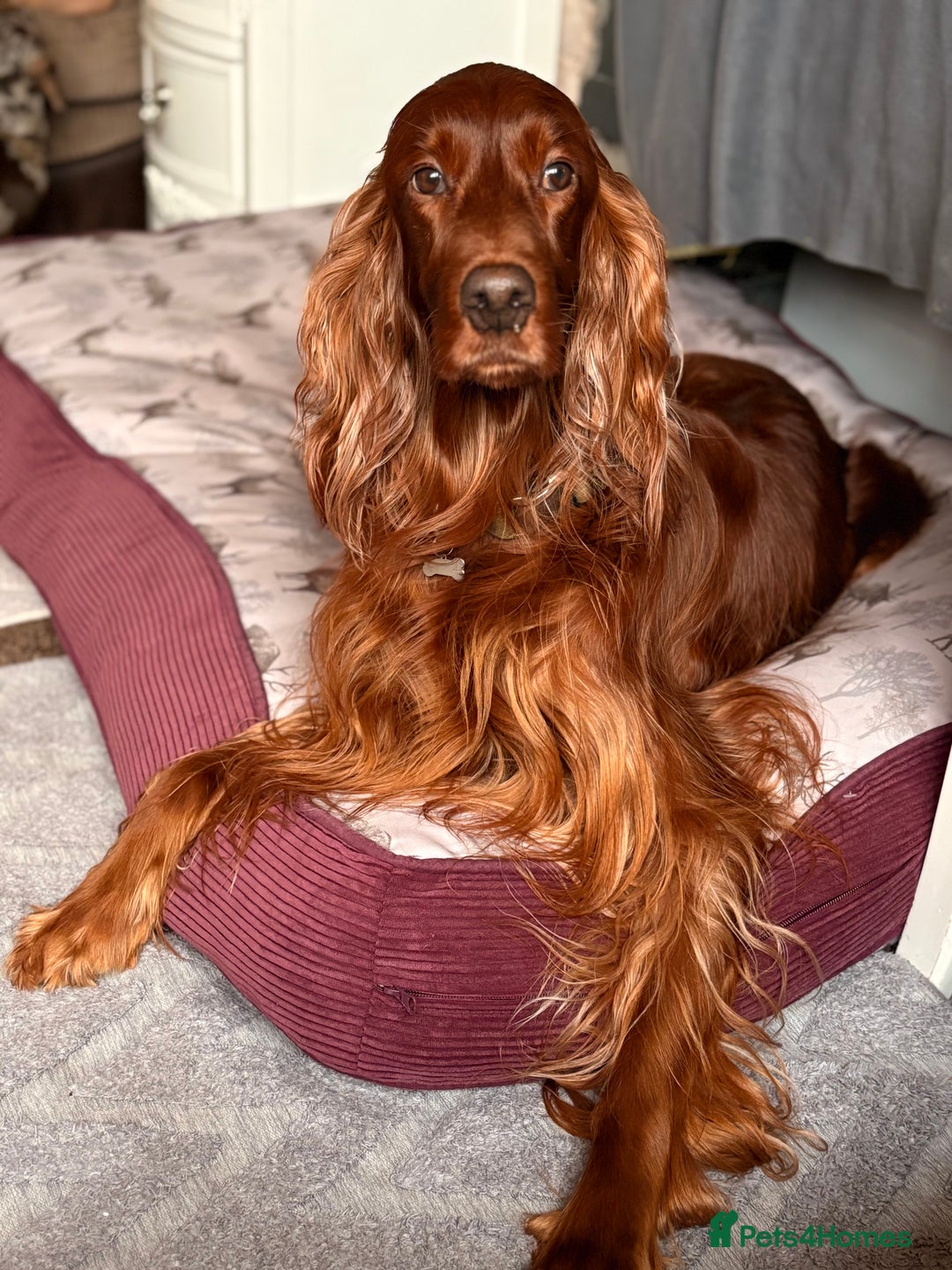 Irish Setter dogs for sale: ❤️🇮🇪Irish setter pups due 🇮🇪 ❤️ - Advert 3