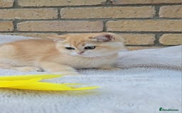 British Shorthair cats for sale: Gorgeous golden fluffs ready now in Peterborough - Image 7