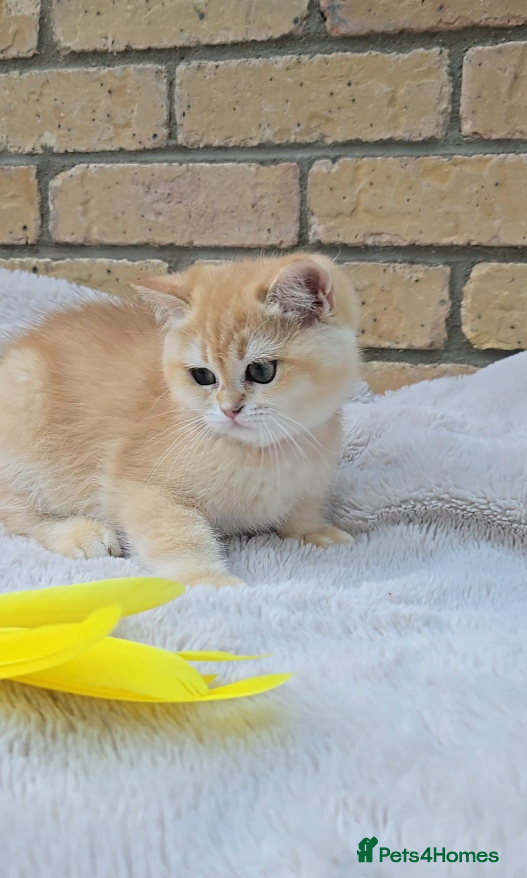 British Shorthair cats for sale: Gorgeous golden fluffs ready now in Peterborough - Image 7