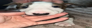 Bull Terrier 4