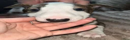 Bull Terrier dogs for sale: English bull terrier puppies  - Advert 7