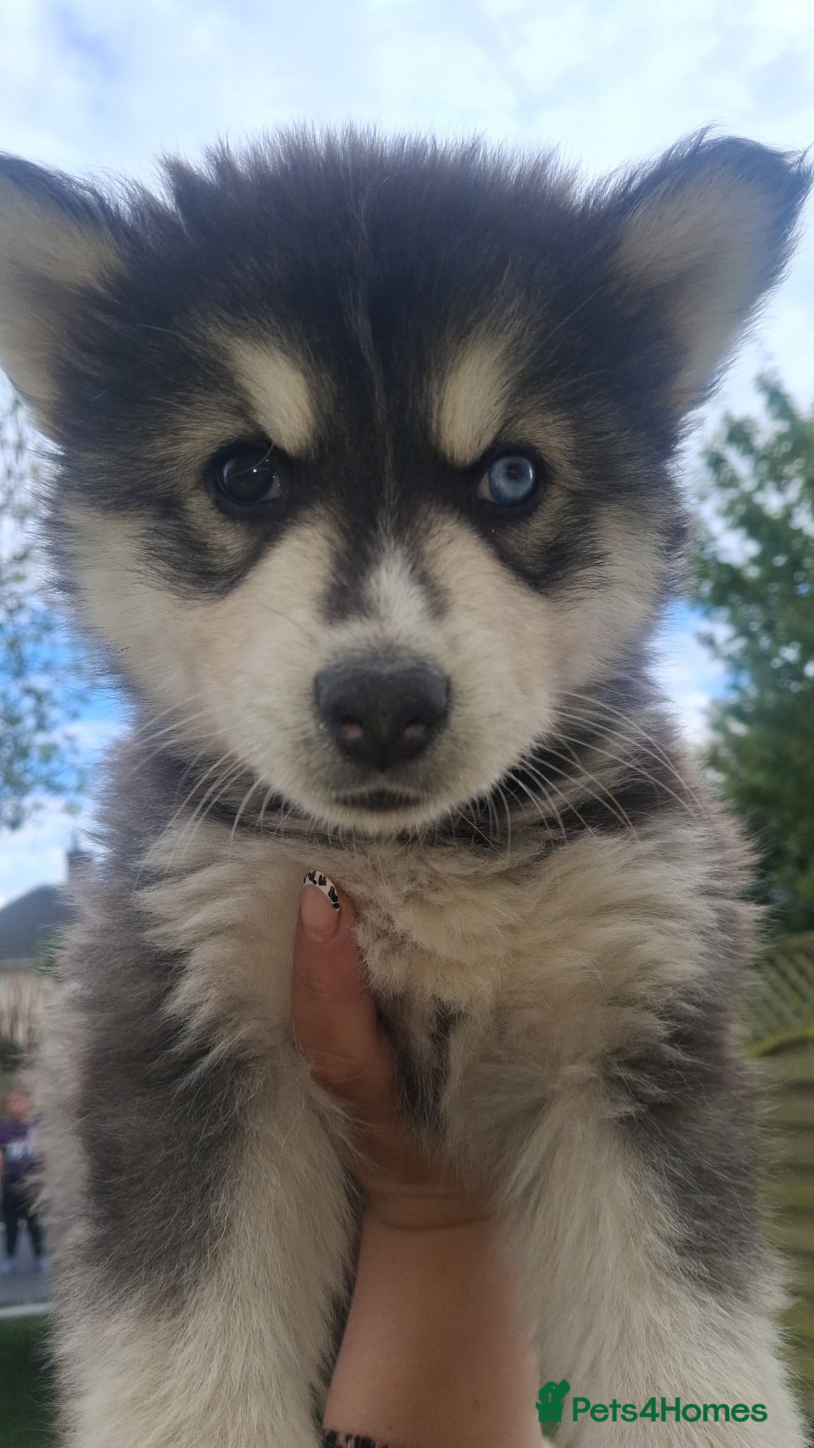 Pomsky dogs FOUR beautiful pomsky pups ready to leave nextweek - Advert 3