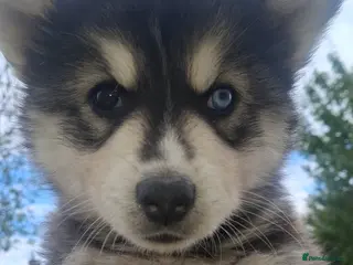 Pomsky dogs B E A U T I F U L pomsky pups READY TO LEAVE! - Advert 6