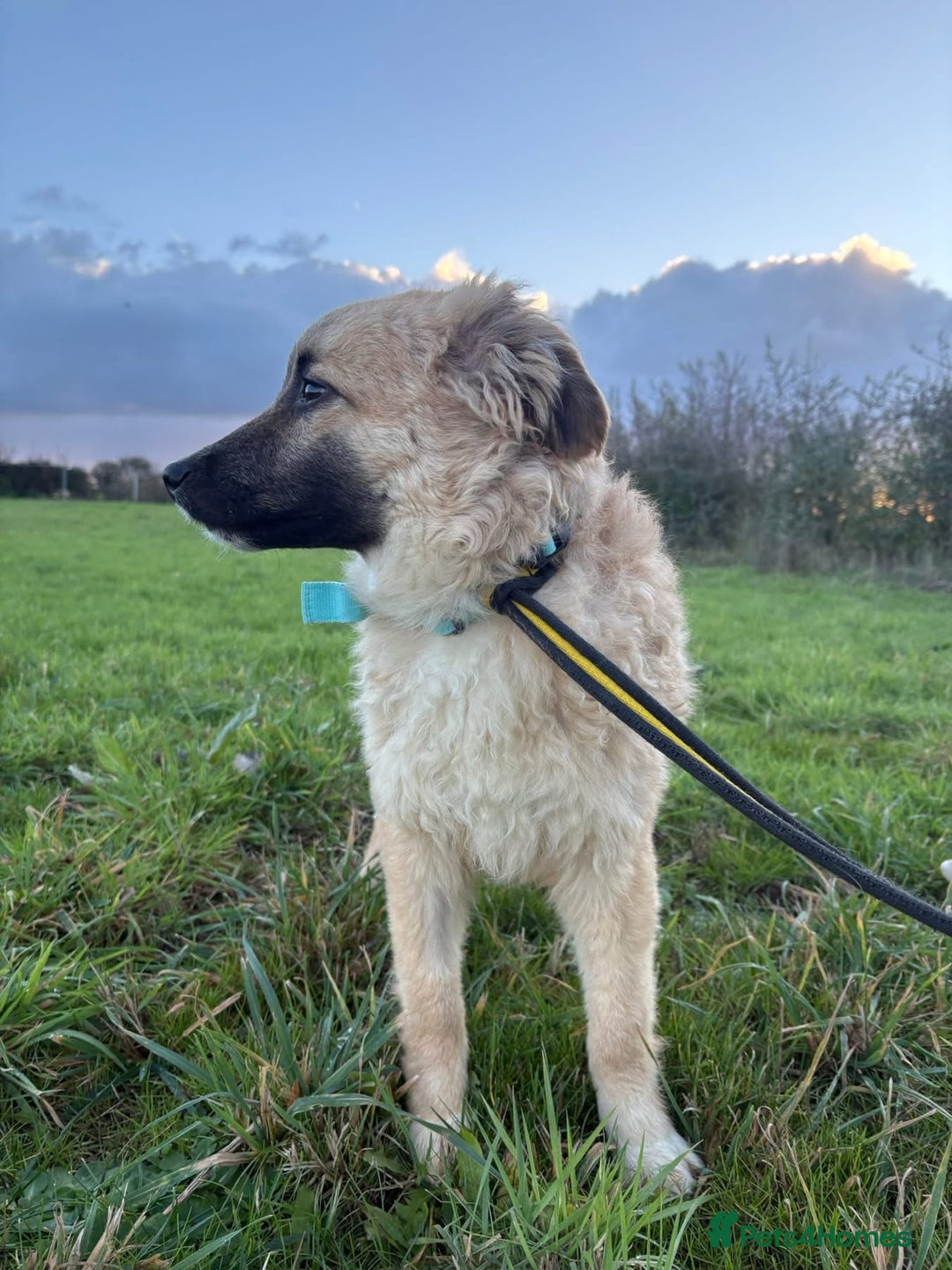 Mixed Breed dogs for adoption: Finn - Norwich Norfolk  - Advert 14