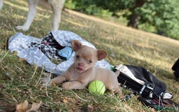 Chihuahua dogs for sale: One of a kind ChiPin Puppies - Image 8