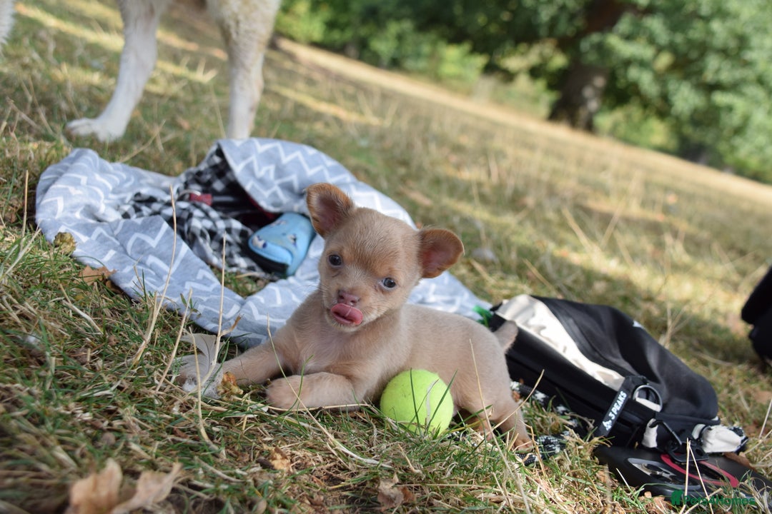 Chihuahua dogs for sale: One of a kind ChiPin Puppies - Image 8