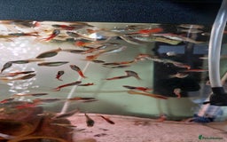 Live Bearers fish for sale: Beautiful assorted young guppies (priced per 5) - Image 4