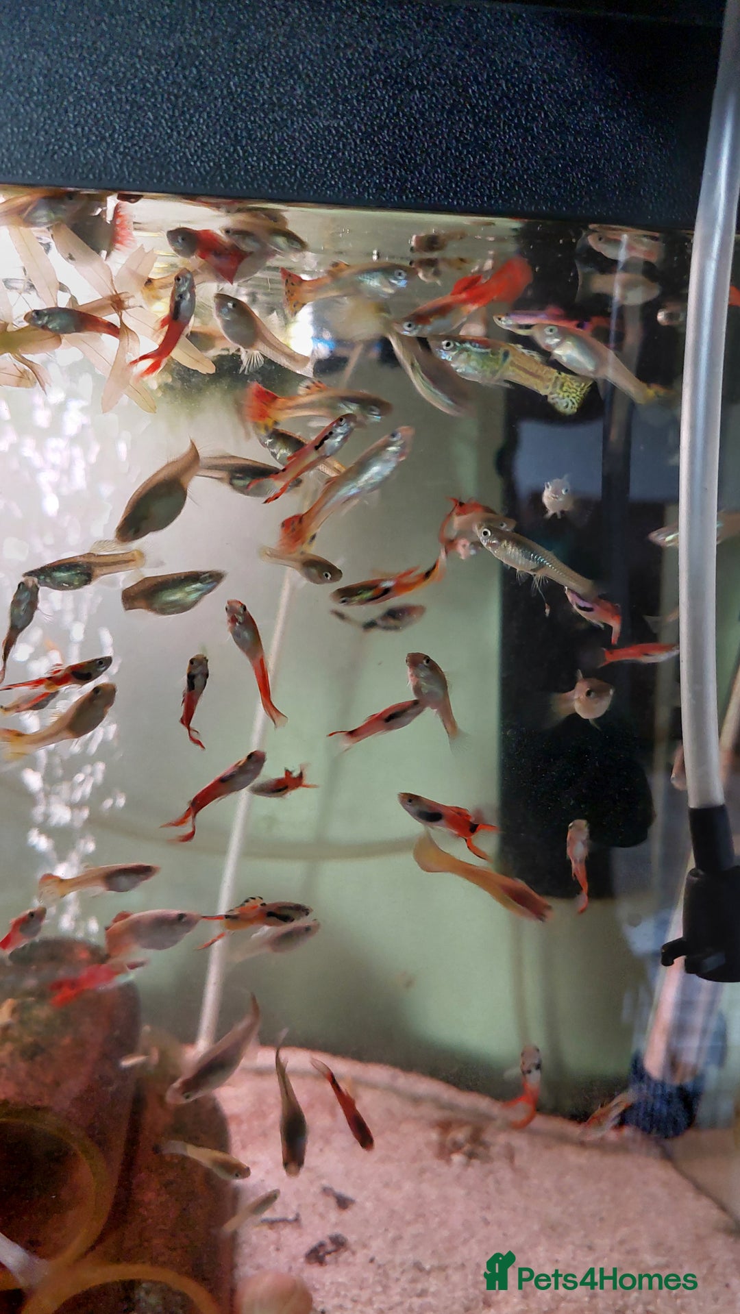 Live Bearers fish for sale: Beautiful assorted young guppies (priced per 5) - Image 4