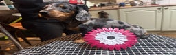 Miniature Dachshund dogs for sale: Miss Cutie  - Advert 6