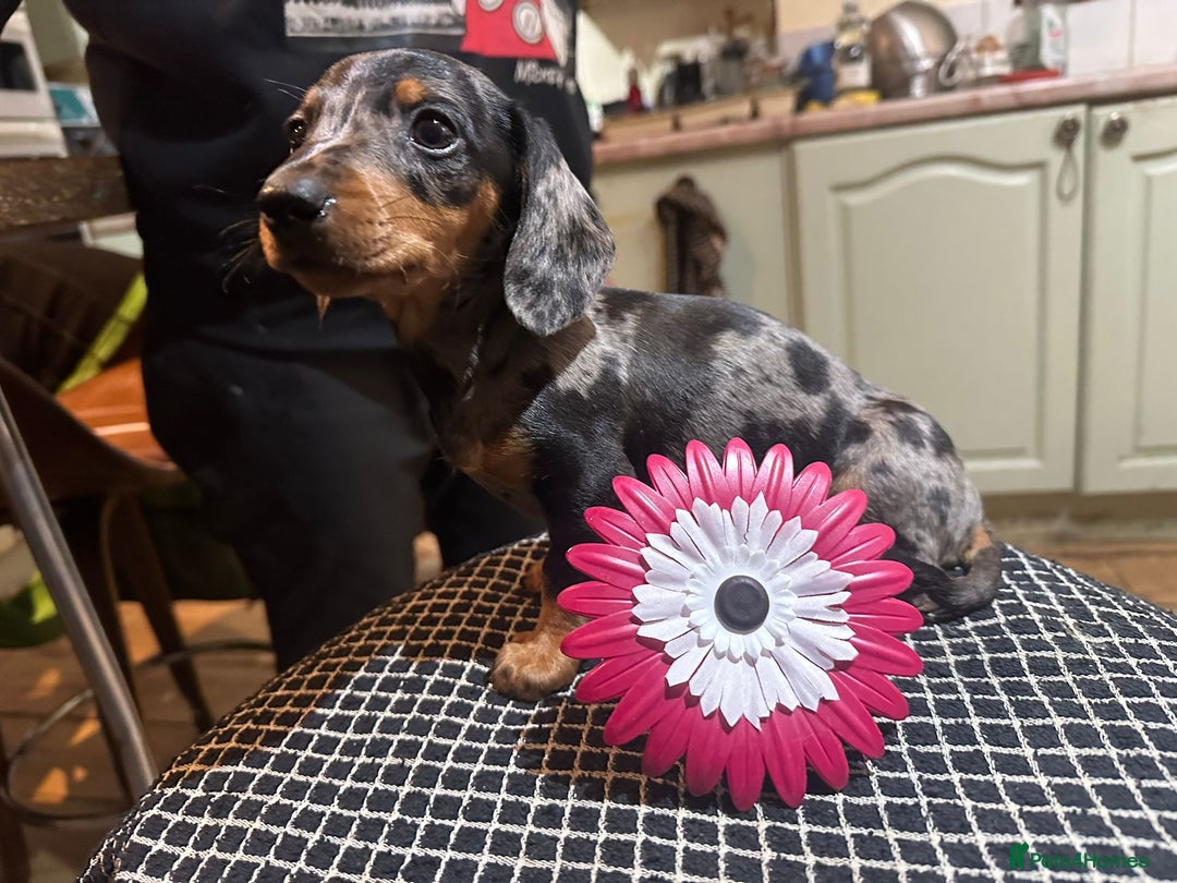 Miniature Dachshund dogs for sale: Miss Cutie  - Advert 6