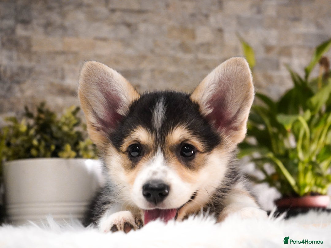 Welsh Corgi Pembroke dogs for sale: Welsh Corgi (Pembroke) - Advert 3