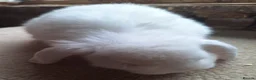 Dwarf Lop rabbits for sale: 2 adorable boy fluffs looking for their new homes - Advert 7