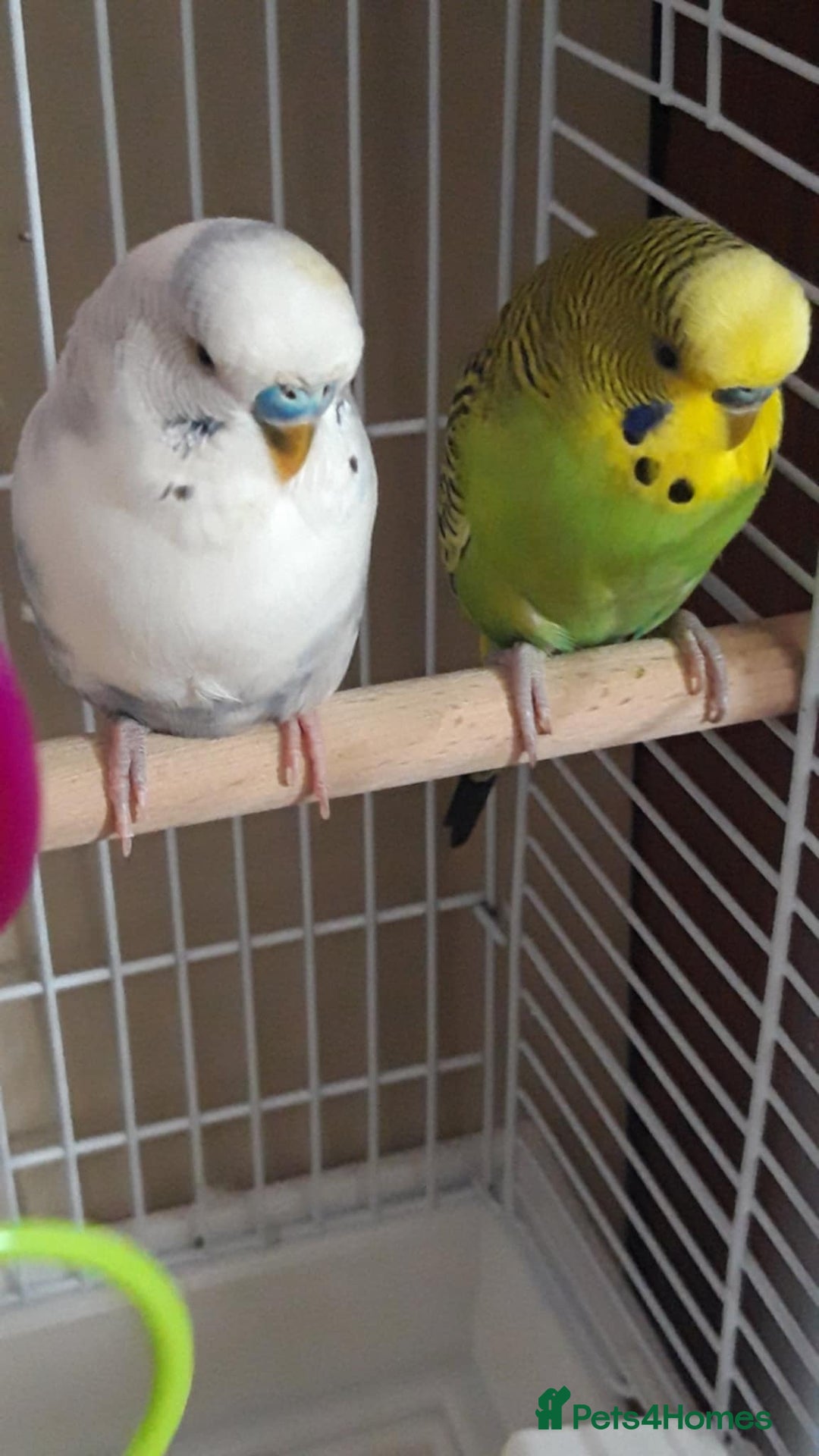 Budgerigars birds for sale: 2 x male budgies - Image 2