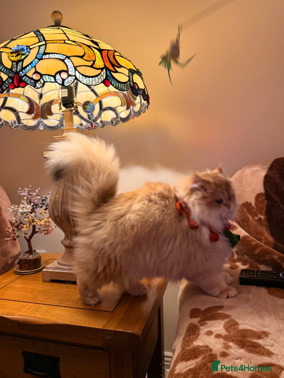 British Shorthair cats for sale: Last boy - superb pedigree and clear genetic tests - Advert 16