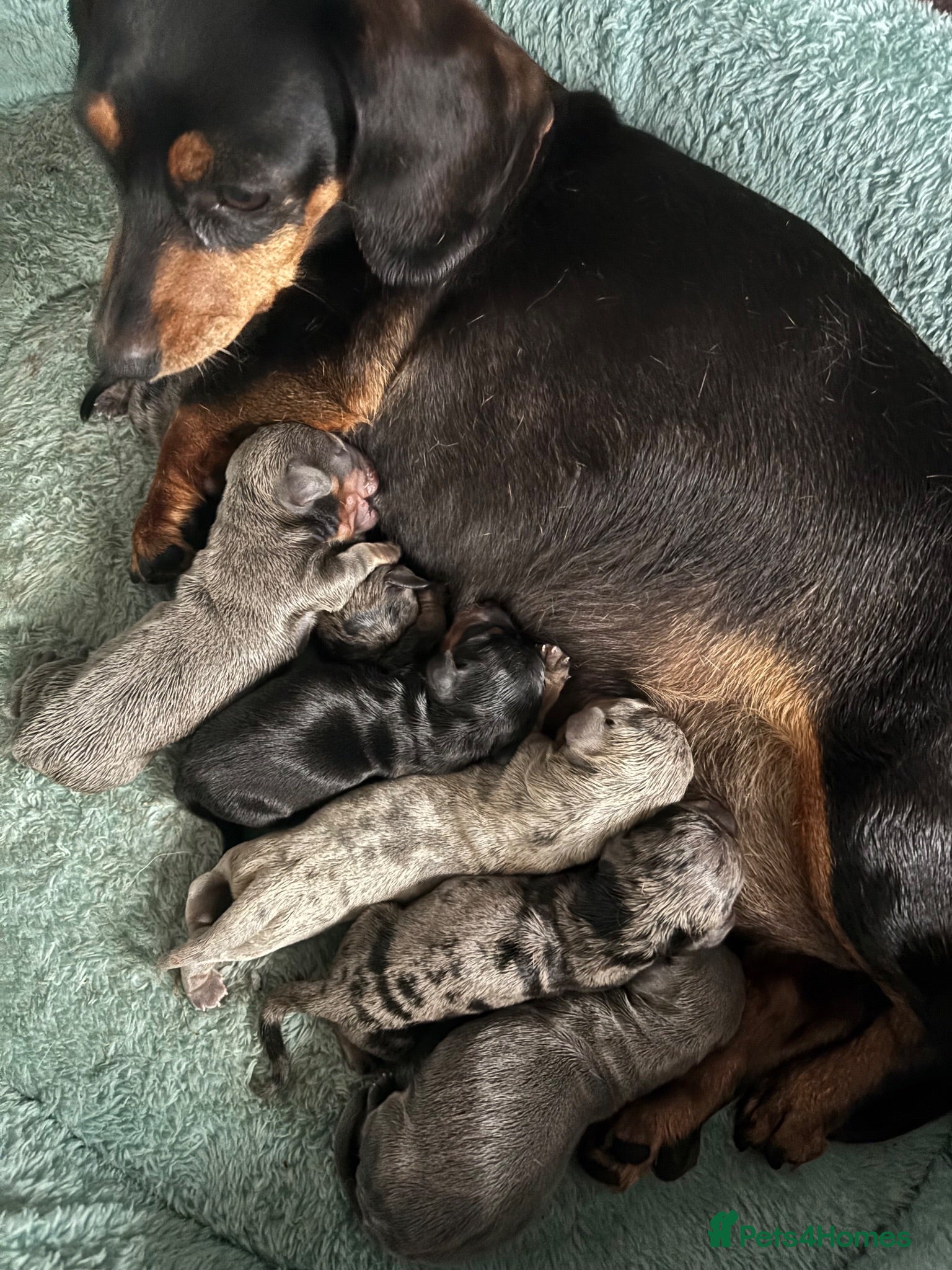 Dachshund dogs Miniature dachshund - Advert 1