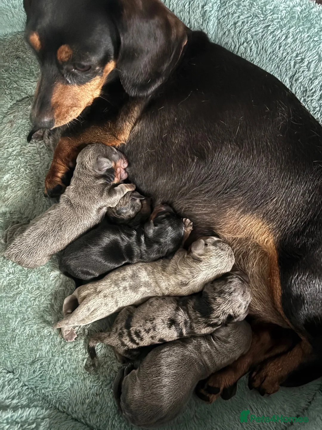 Dachshund dogs for sale: Miniature dachshund - Advert 1