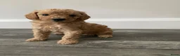 Cavapoo dogs for sale: 6 Beautiful fluffy apricot Cavapoo - Advert 7