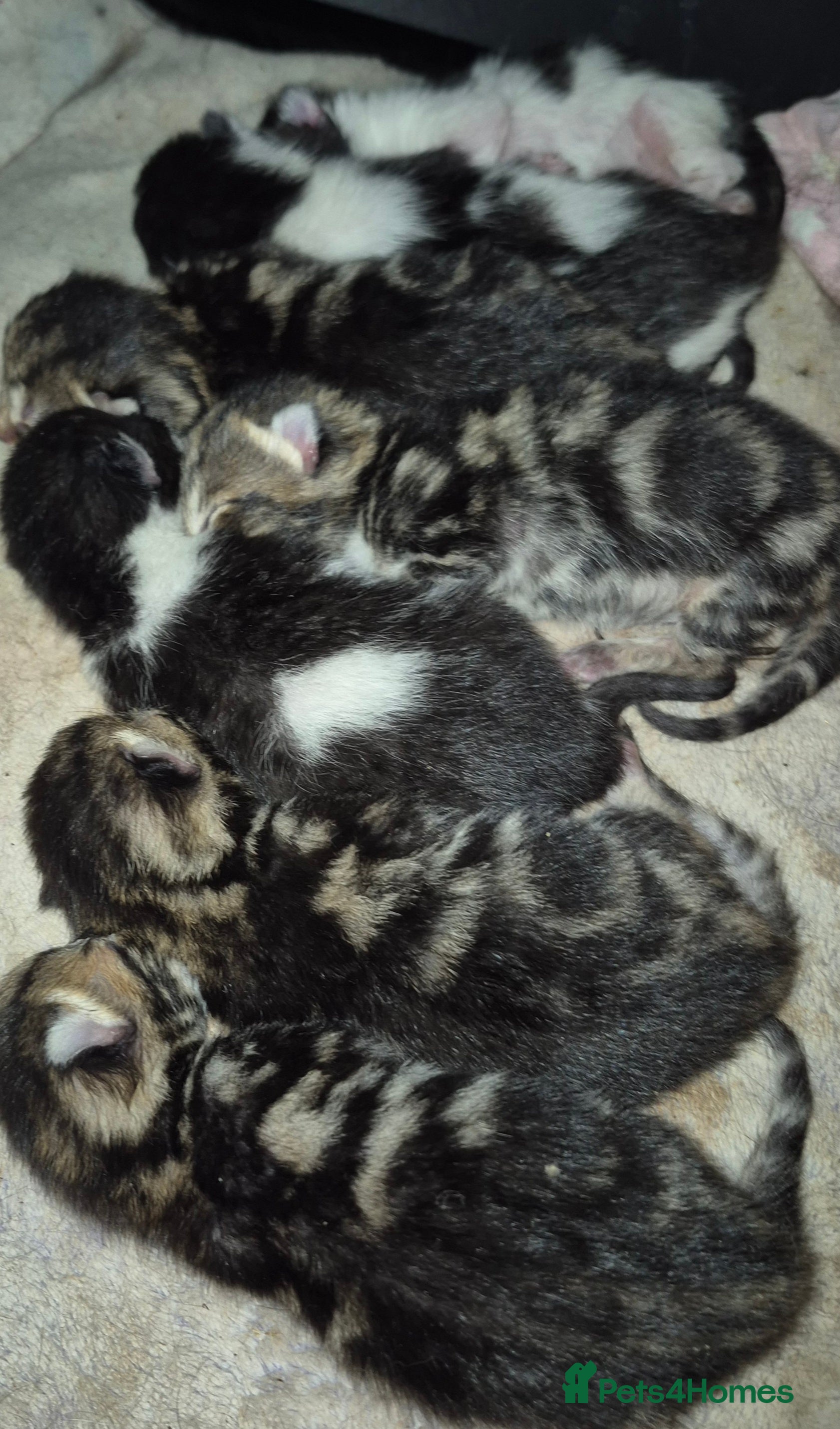 Mixed Breed cats Kittens for sale - Advert 2