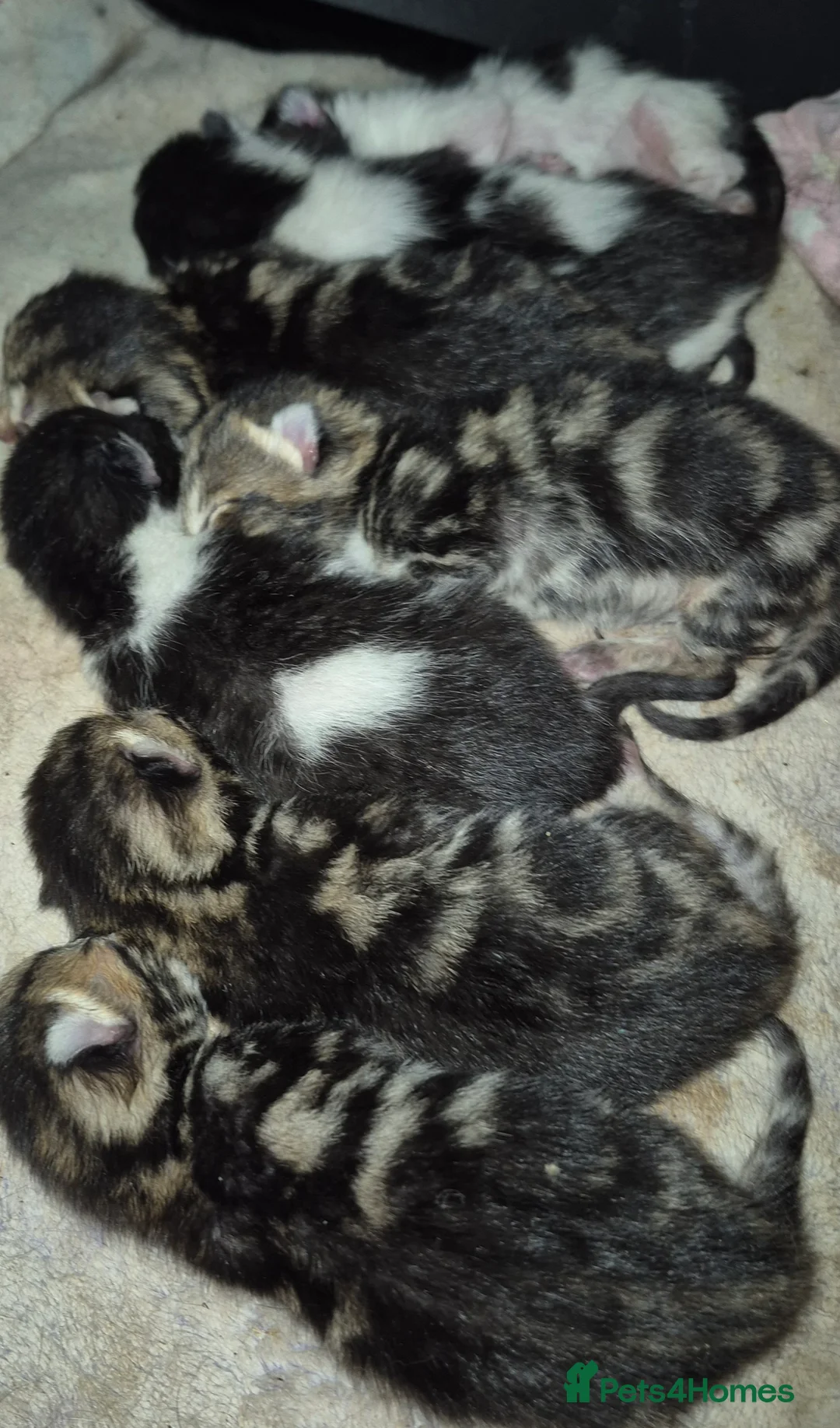 Mixed Breed cats for sale: Kittens for sale in London - Advert 1