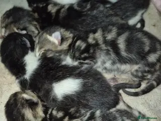 Mixed Breed cats Kittens for sale - Advert 2