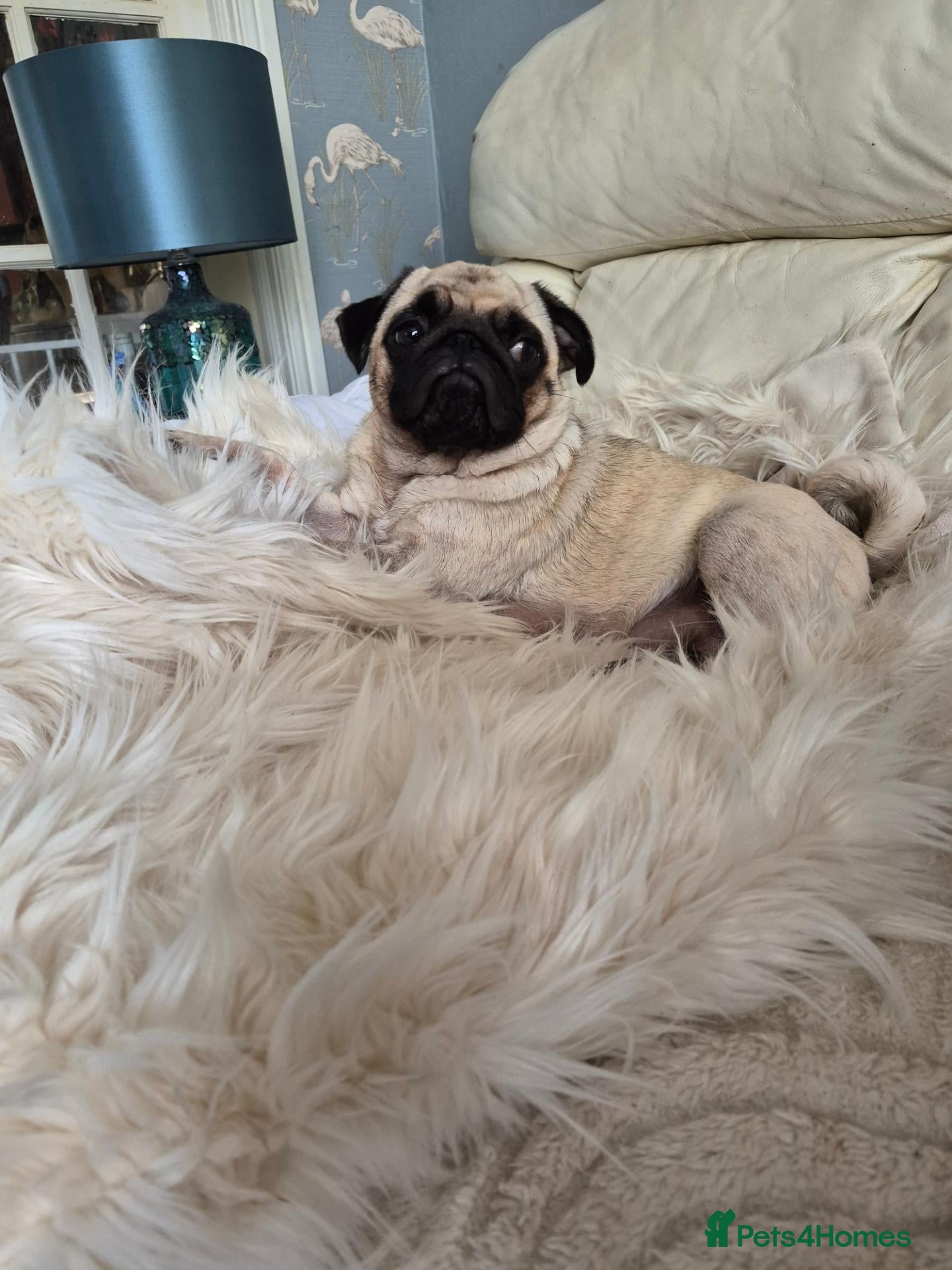 Pug dogs Pure pugs - Advert 1