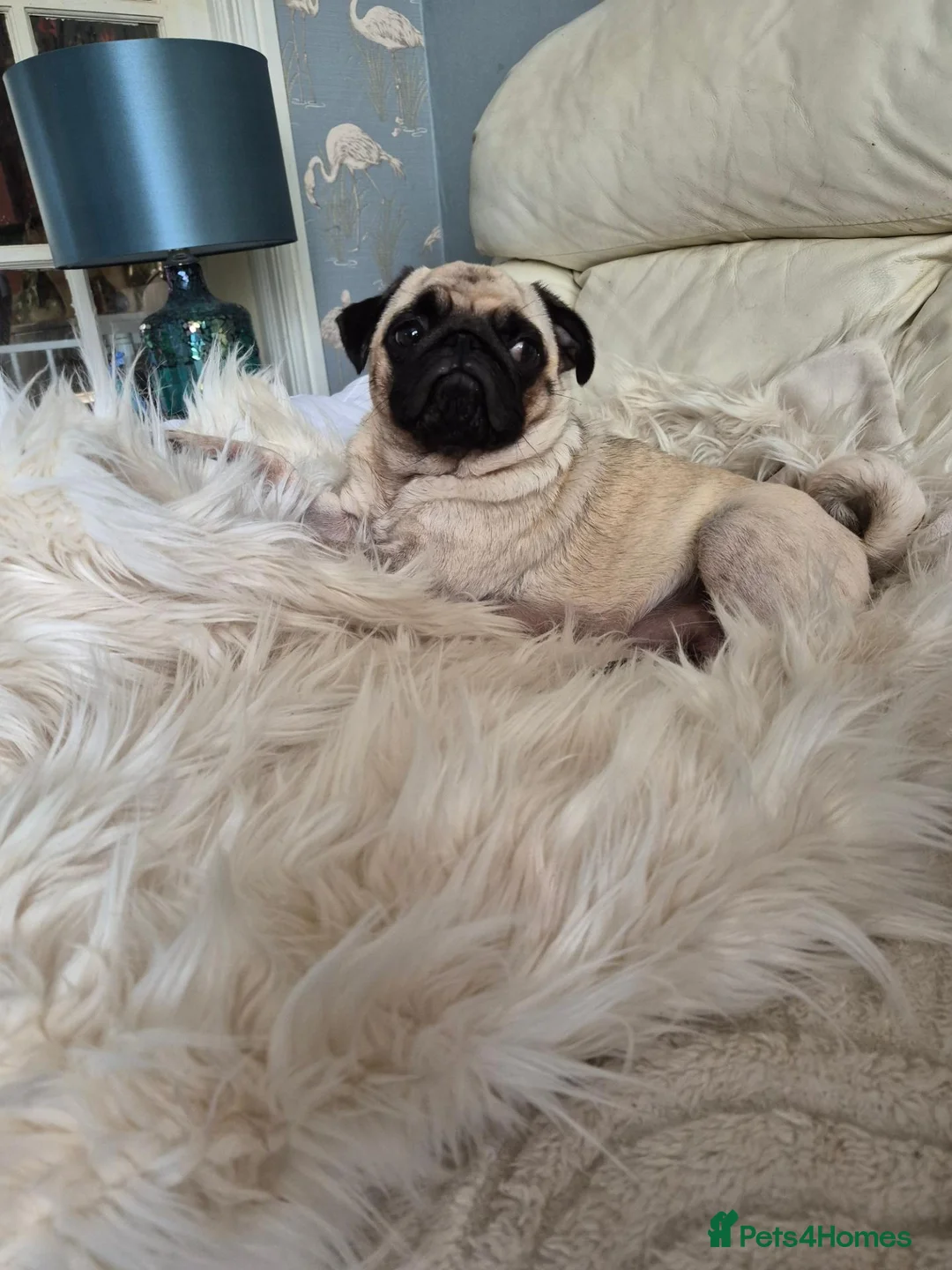 Pug dogs for sale: Pure pugs in Nottingham - Advert 1