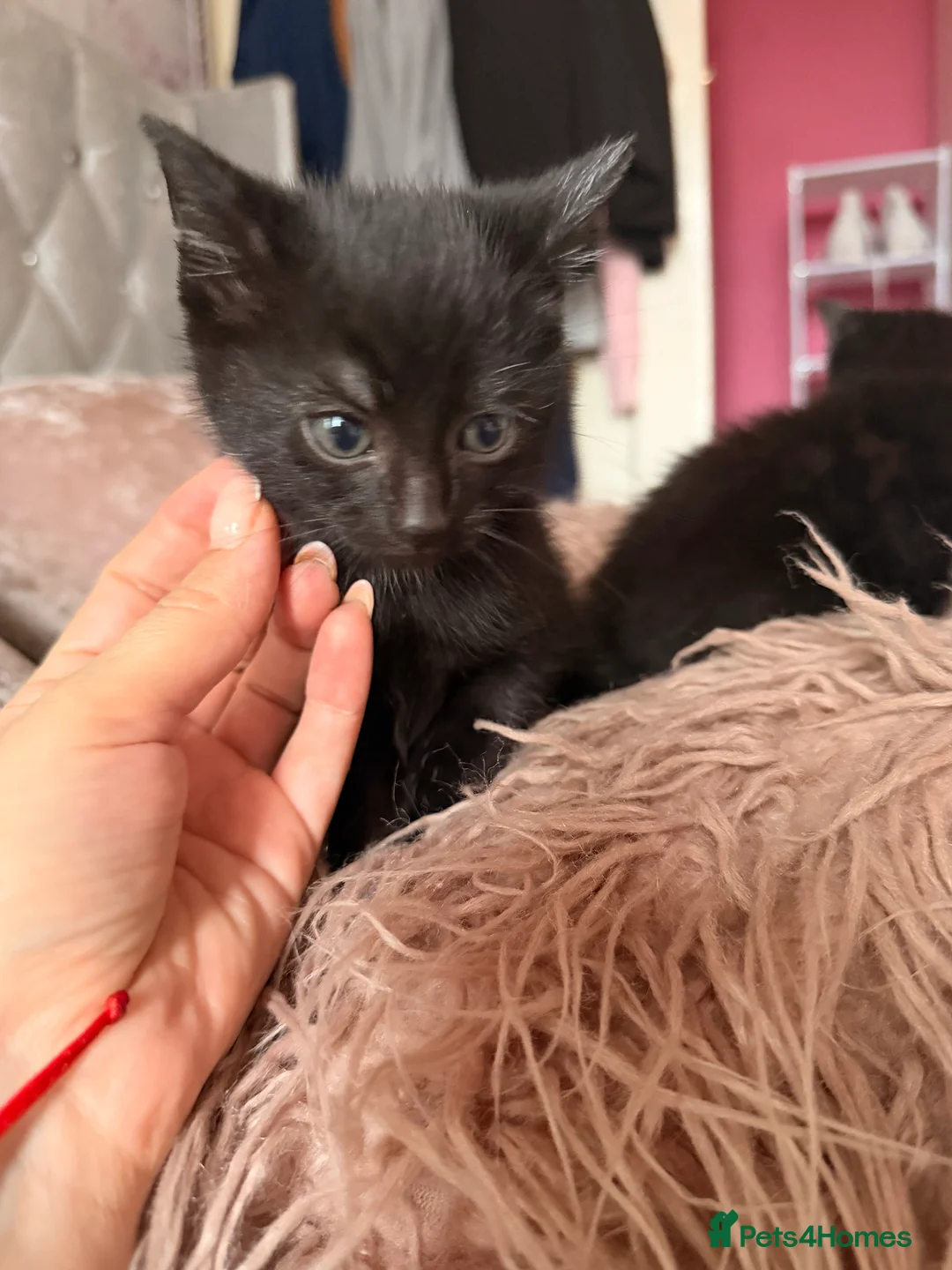 American Shorthair cats for sale: Two beautiful female kittens  in Willenhall - Advert 2