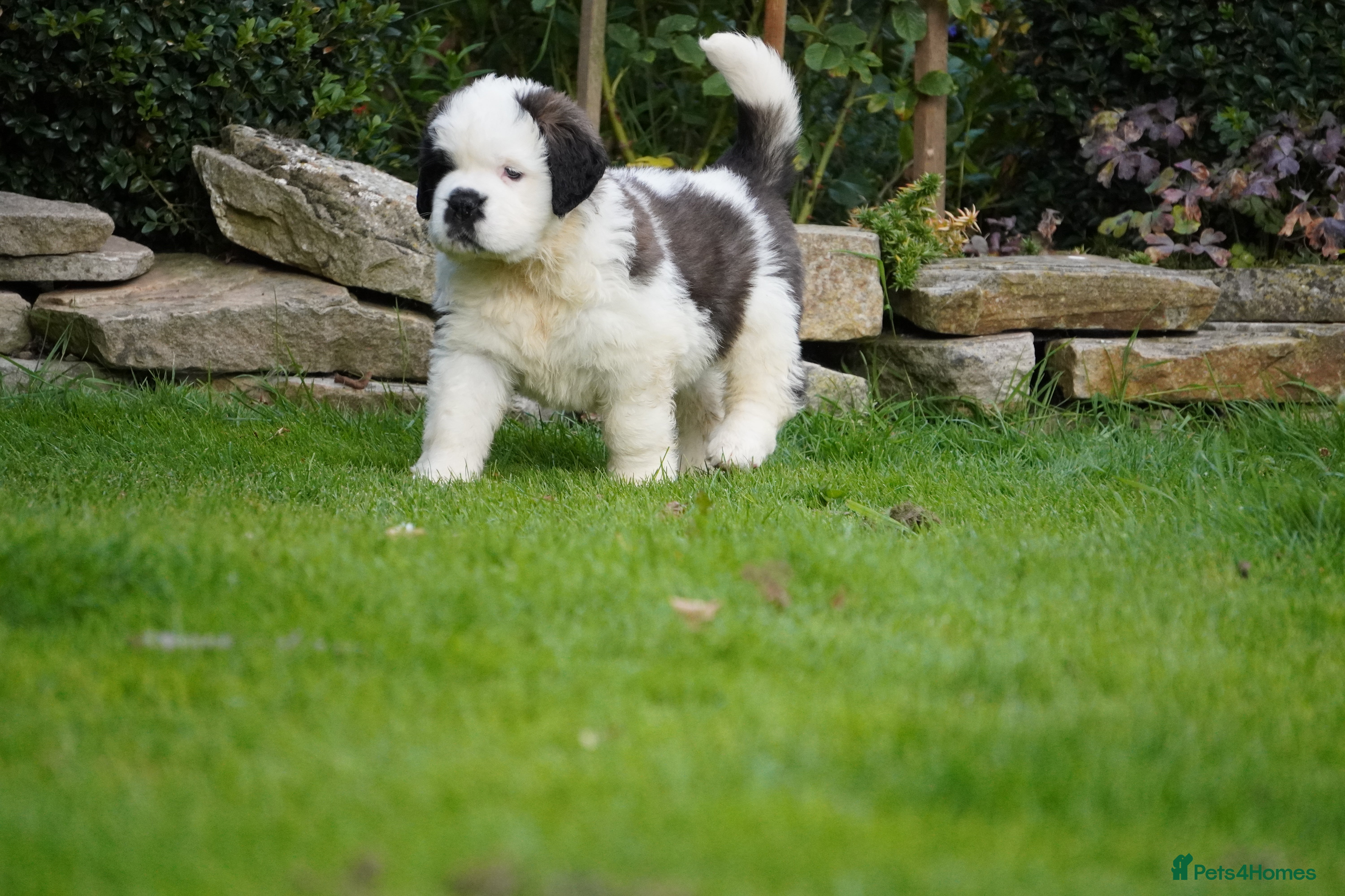 Saint Bernard dogs Outstanding St Bernard puppies for sale  - Advert 1