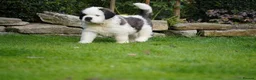 Saint Bernard dogs for sale: Outstanding St Bernard puppies for sale  - Advert 1