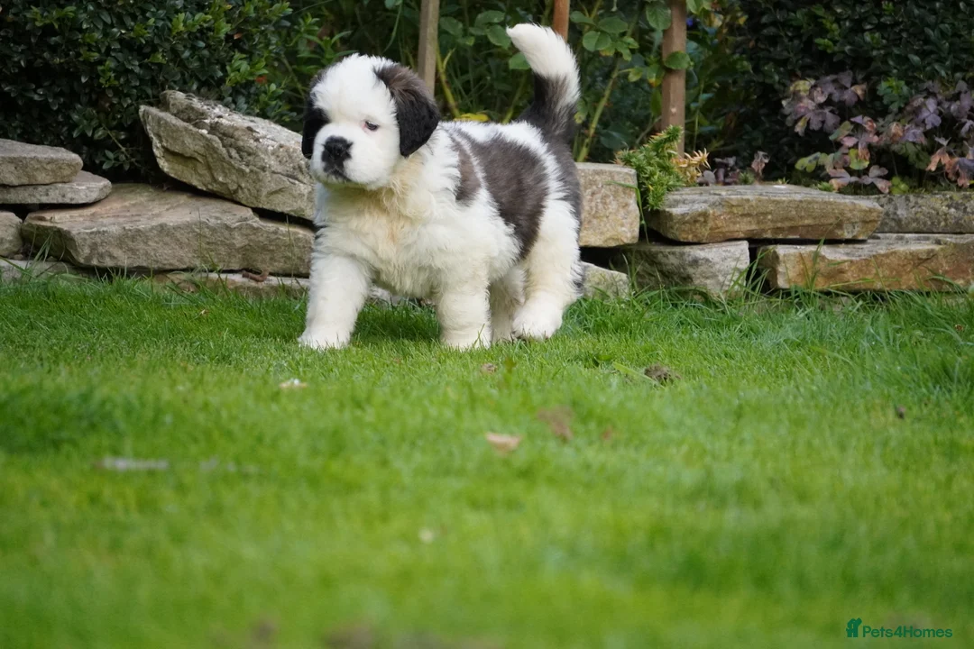 Saint Bernard dogs for sale: Outstanding St Bernard puppies for sale  - Advert 1