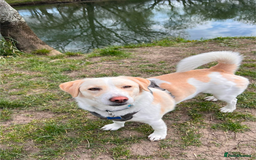 Mixed Breed dogs for sale: Lovely Pixel  - Image 9