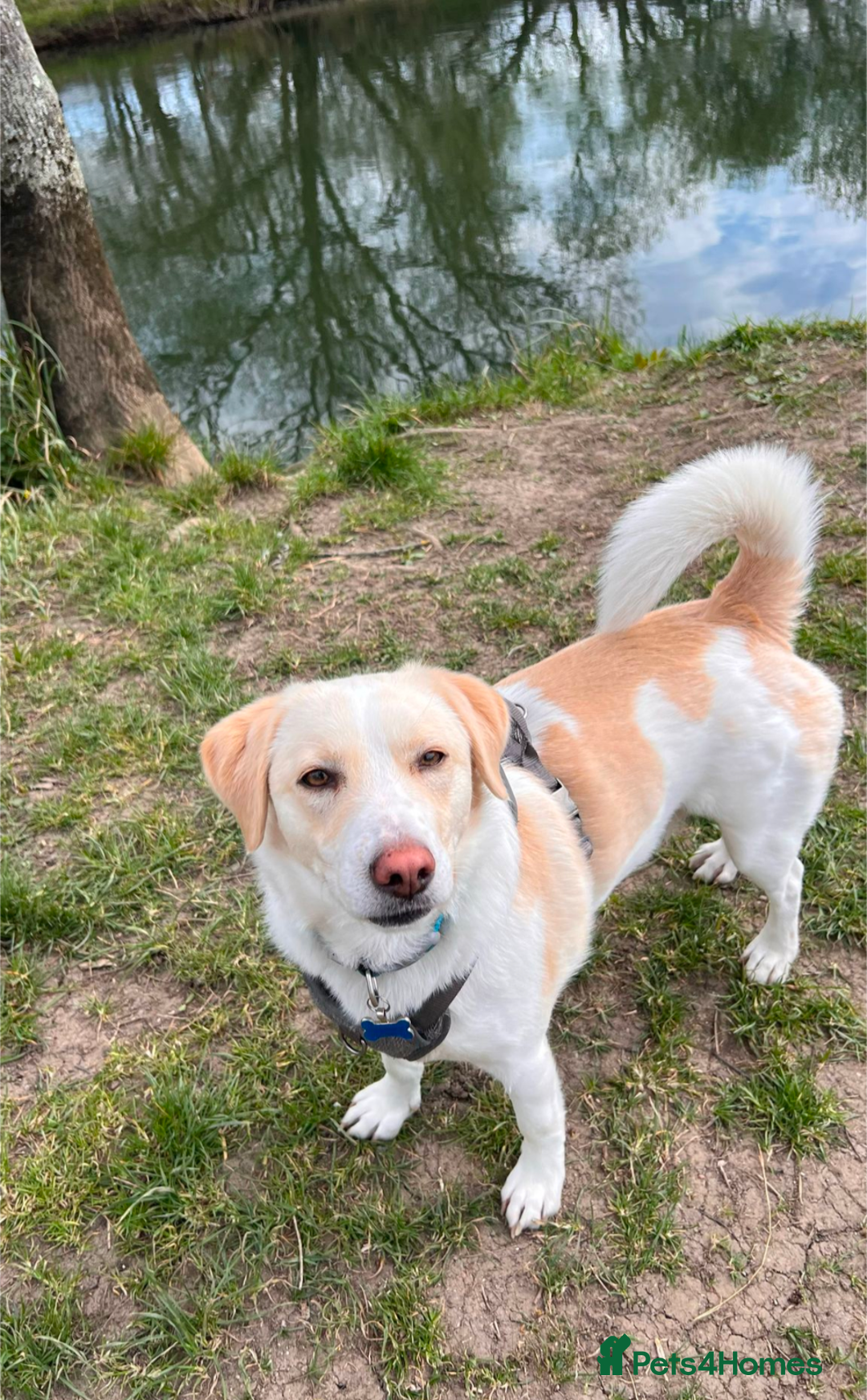 Mixed Breed dogs for sale: Lovely Pixel  - Image 9