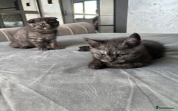 Scottish Fold cats for sale: 5 kittens Ready to find their forever homes  - Image 8